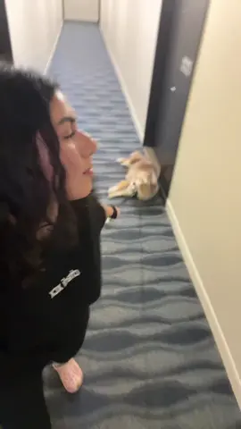 A post by @yourgirl.adalia on TikTok caption: Once again he’s just lazy hahah #fyp #funny #dogs #pomsky 