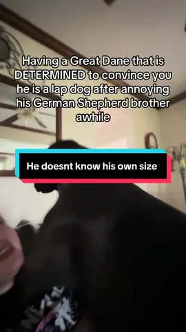 A post by @glynis_leigh on TikTok caption: I mean he gets 110% for dedication #greatdane #germanshepherd #lapdog #bigdog #giantdog #glynisleigh