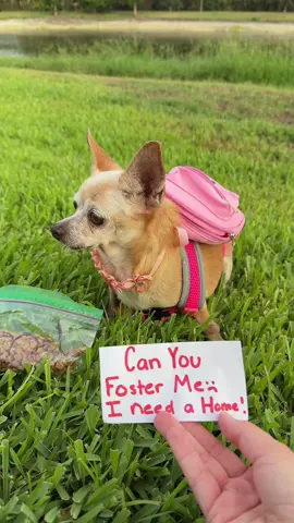 A post by @scout2015 on TikTok caption: Should I foster her😱‼️ #adoptme #rescuedog #foster #fyp 