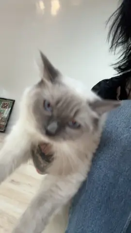 A post by @johnnieguilbertreal on TikTok