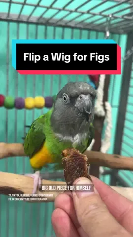 A post by @geckoemmy on TikTok caption: Which of the parrot flock is a fig fan and who don't give a flying fig? Let's find out! #parrotfeeding #creatorsearchinsights #funnyparrots