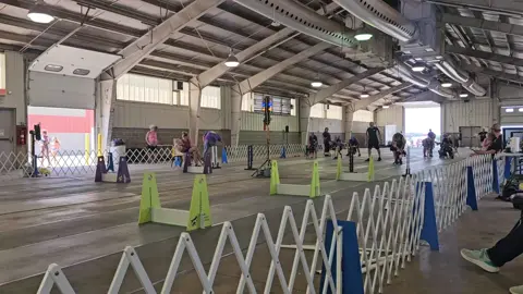 A post by @hollabackbullies on TikTok caption: it was a HOT weekend of racing 😅 Prism did great in start and ran her heart out ❤️ almost 8 weeks since her c section! #flyball #staffordshirebullterrier #crazy #run #runfast 