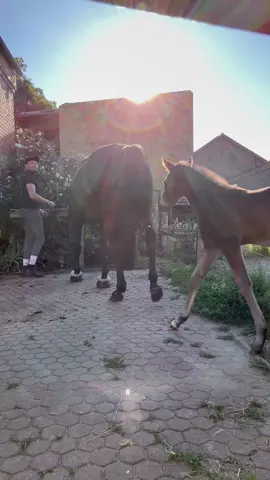 A post by @patrick.thomalla on TikTok caption: 🤩 Fohlen ABC 🤩 Lasset die Spiele beginnen, mit der jungen Dame werde ich wohl alles etwas „anders“ verpacken müssen. Am Ende möchte ich, das Neugier meine Krabbeleinheiten immer siegen 😬… mal schauen, ob sie das auf Dauer auch so sieht.  #keckepuppe #foal #fohlen #fohlenabc #horseman 