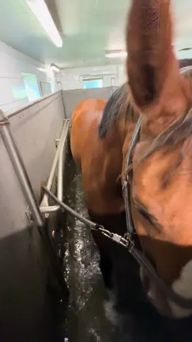 A post by @leonie.pander.official on TikTok caption: Plotti hatte heute sein erstes Aqua-Training💦 auf dem @Hankenhof.XXL . #fy #fyp #aquatraining 