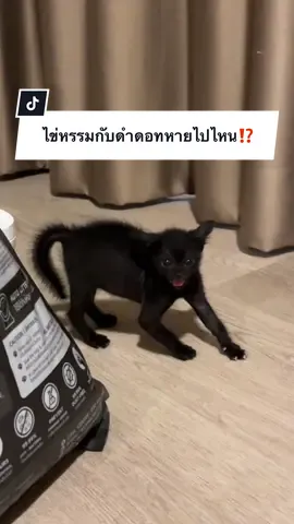A post by @ployy_chuek on TikTok caption: ไข่หรรมกับดำดอทคอมหายไปไหน⁉️ #ครอบครัวไข่หวาน #ไข่ขาวลูกแมร๊ #ภารกิจพิชิตใจไข่ขาว #แมวไข่หรรมกับดําดอทคอม #แฝดนรกบ้านไข่หวาน #อาหารแมวพรามี่ #pramycat 