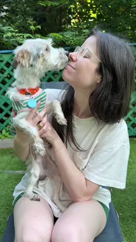 A post by @simonsits on TikTok caption: Words cannot describe how sweet this boy is 😭❤️ @Muddy Paws Rescue @Animal Care Centers of NYC 
