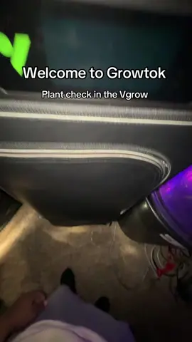 A post by @purplelungz2 on TikTok caption: Time to flip to flower #fyp #purplelungz #vivosun #vgrow 