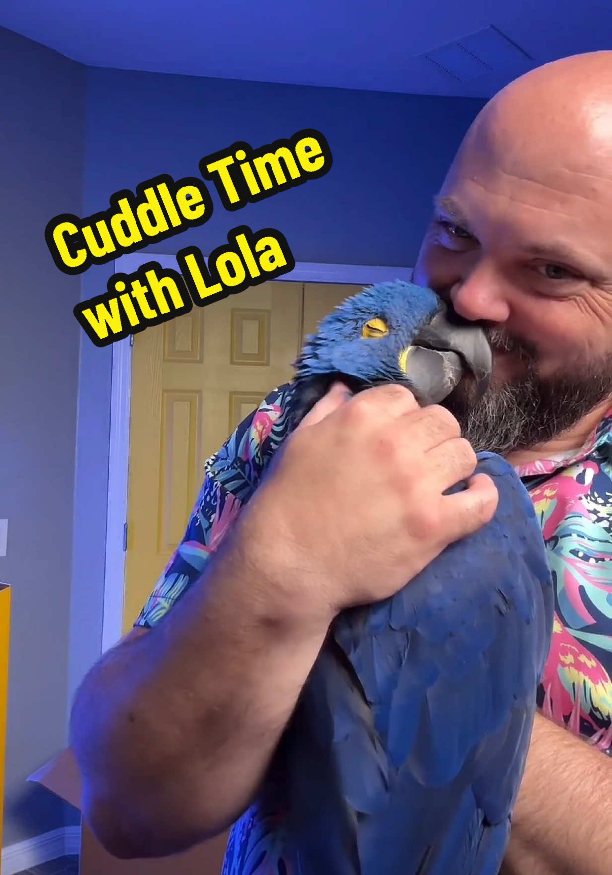 A post by @blueplanetpets on TikTok caption: Loving Lil’ Lightning Lola - taken from LIVE on my backup account @Zeb  #parrot #macaw #hyacinthmacaw #pets #birds #exoticpets #cuteanimals 