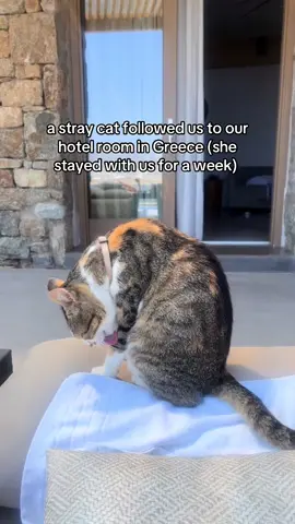 A post by @alannadinh on TikTok caption: my baby Carmela ❤️😭