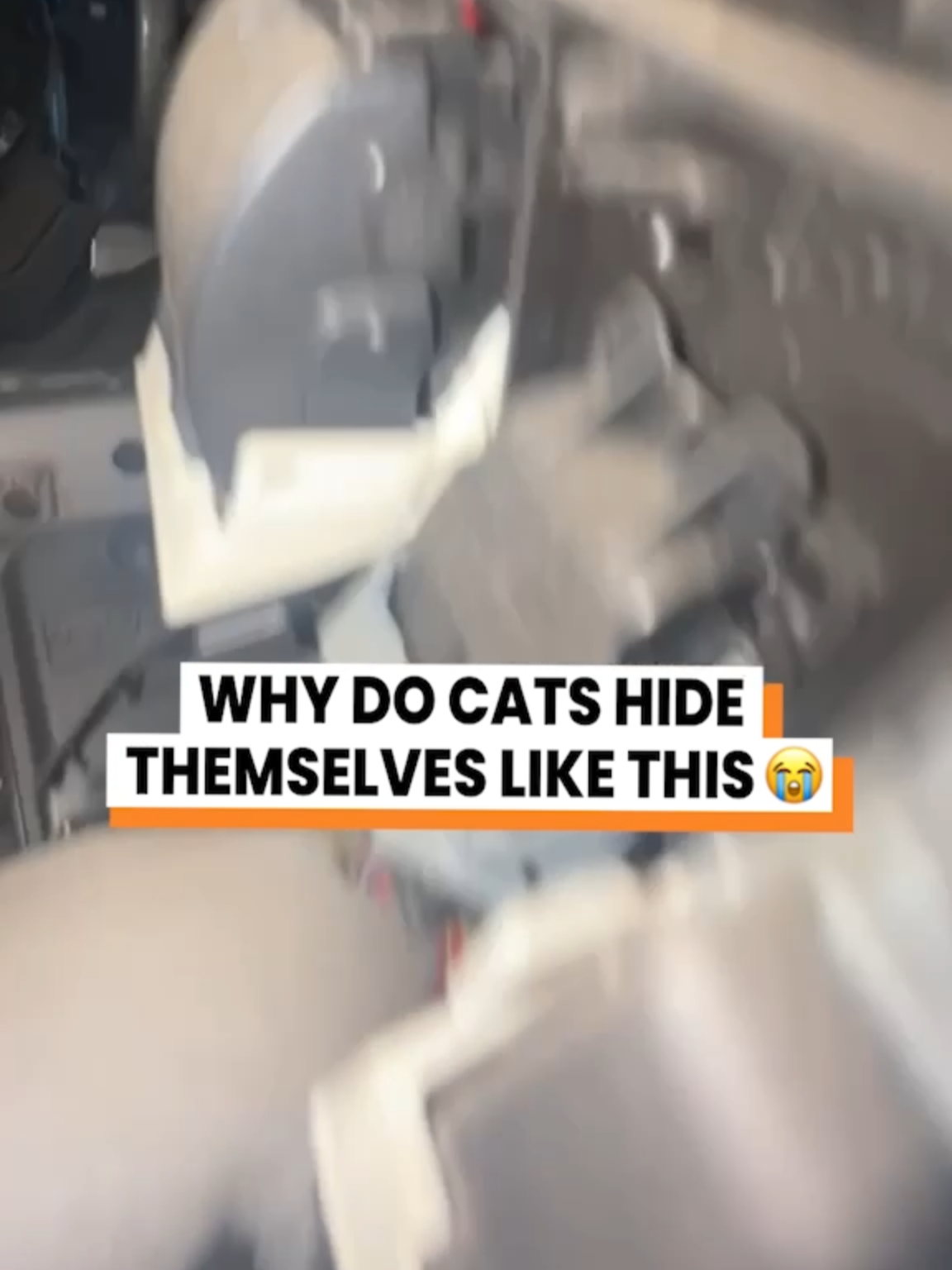 A post by @gofetch on TikTok caption: Why are cats so weird? 🙃 (Kacie Wood via @arkbykomi) #weirdcat #animalvoiceover #catincar #orangecatbehavior #gofetch