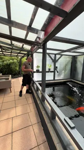 A post by @modernkoi on TikTok caption: Jan‘s überdachter 16.000 Liter Teich ☺️🎏                           #konishi #Koi#karashi #carp #konishikoi #teich #pond #japan  #japanesekoi#modernkoi #nishikigoi  #fyp #fypage #foryoupage #karpfen #showa #sansai #tosai #nisai #explorepage #ikeage