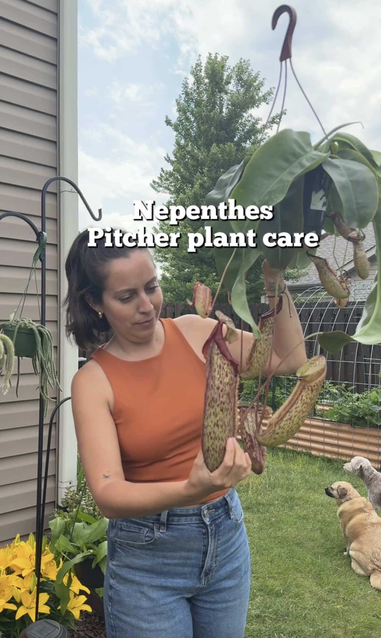 A post by @plantswithkrystal on TikTok caption: Are you a carnivorous plant fan?  A mix of peat, sand, perlite, orchid bark, and chopped Sphagnum works well for substrate. No regular potting soil for carnivorous plants. Keep the substrate evenly moist and well draining.  Consistent care will be how you continue to develop the pitchers but if you struggle with gaining new ones, it may be due to lack of light or needing an increase in humidity.  Even indoors they will attract and capture an occasional fly or other insect but if you feel they have not received any food, you can drop in a few dead crickets, flies, or a few pellets of osmocote fertilizer every few months.  Any additional questions, leave them down below! #nepenthes #carnivorousplant #pitcherplant 