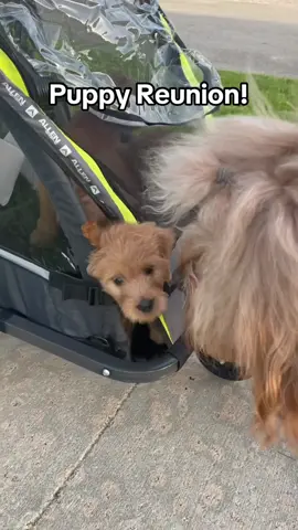 A post by @brodiethatdood on TikTok caption: Reuniting Brodie with his little sister for the first time in 4 years! 🐻❤️🐻#goldendoodle #puppies #reunion 