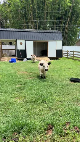 A post by @whitneywren1 on TikTok caption: Cow farm 😂😂😂