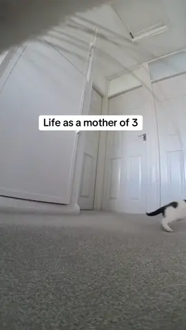 A post by @kittenheavenpov on TikTok caption: Stressful 😅 #catsoftiktok #catspov #catcam #catswithcameras 