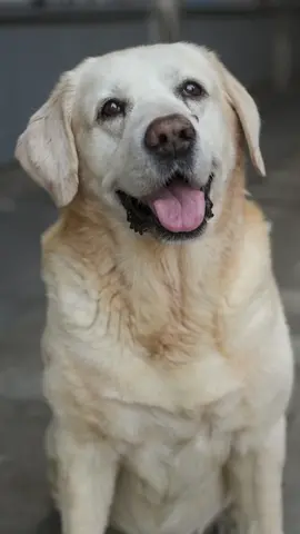 A post by @doggodaiily on TikTok caption: Tots 🥰❤️ , #caniditorino #labrador #roma 