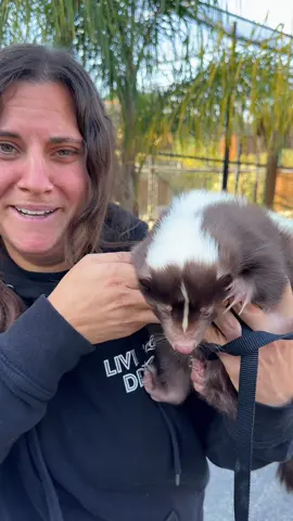 A post by @thereptilezoo on TikTok caption: This is Mocha the cutest chocolate skunk🤩 She is the cutest thing ever and she actually loves to be snuggled🥰 I have seen people that have skunks as pets and that just might be something I look into😅