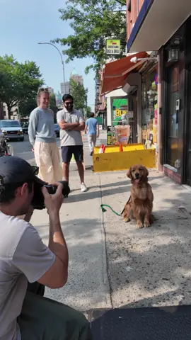 A post by @thedogist on TikTok caption: I’d like to order some Uni, please #thisdogwillchangeyourlife #dogs #nyc 