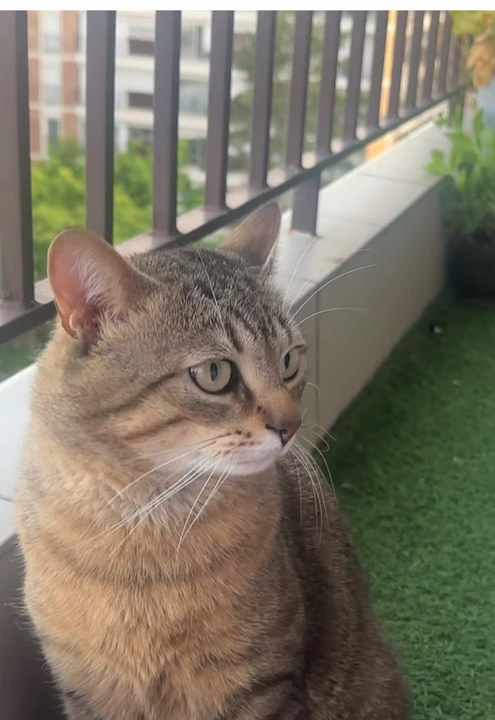 A post by @emmaaamusic_ on TikTok caption: pookie star  #pourtoiii #fypシ゚ #videoviral #trend #humour #catsoftiktok 