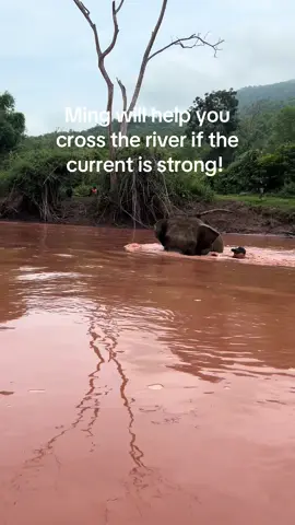 A post by @planting_peace on TikTok caption: Ming will help you cross a river if you ever need help!  -Aaron/Planting Peace ❤️