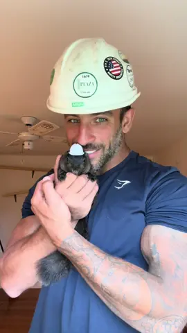 A post by @peanut_the_squirrel12 on TikTok caption: PNUT never wanted to work 🤣 #fyp #video #viral #fypp #insta #animal #pet #foryou #foryoupage #foryourpage 