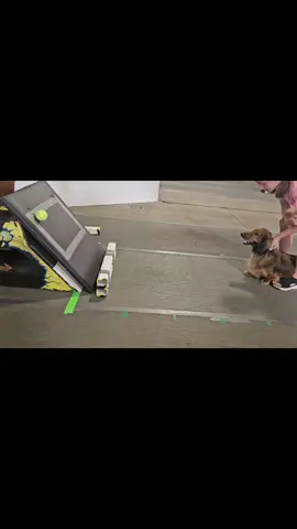 A post by @hollabackbullies on TikTok caption: Otter did great for his preflight #runfast  #flyball  #dachshund #standarddachshund  #fun 