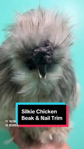 A post by @geckoemmy on TikTok caption: Now, that's one strange looking parrot! This silkie rooster with a crossbeak is here for a beak corrective trim and nail trim today #crossbeakchicken #beaktrim #petbirds