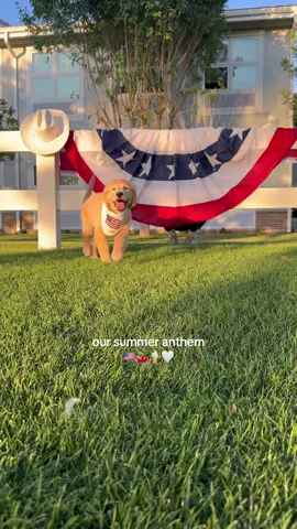 A post by @thedeluxepup on TikTok caption: 🇺🇸🇺🇸🇺🇸🇺🇸🇺🇸🇺🇸 