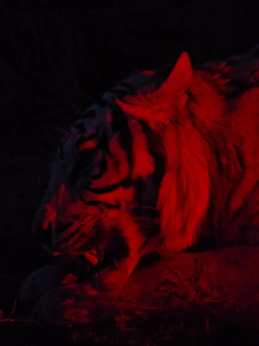 A post by @brittneyandzion on TikTok caption: Night time feeding! #animalseating #tiger #dinner #eating #foodtok #steak #cat #fyp #outofafricapark #dinnertime #yum 