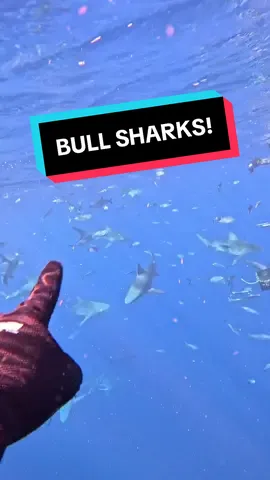 A post by @scubadan_ on TikTok caption: Bull sharks. The shark everyone loves to hate. Actually they are the easiest chillest shark to swim with 😂 
