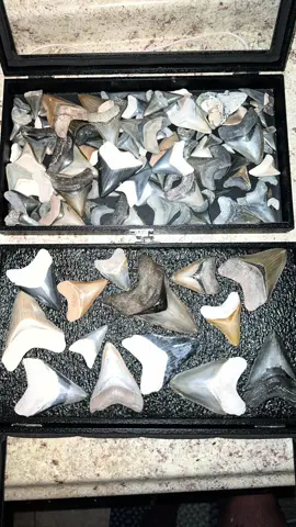 A post by @fishingarrett on TikTok caption: Looking for megalodon shark teeth! #foryou#foryoupage#fyp#viral#wildlife#teeth#wildlife#viral#snake#explore#florida#shark#megalodon#dinosaur#educational