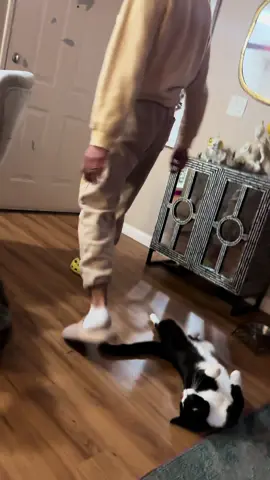 A post by @jonasymikeoficial on TikTok caption: Este gato hijo es bien rebelde #fyp #foryou #foryoupage #fypシ #parati #couple #love #cat #CatsOfTikTok #cats #catlover #pet #pets #viral #viralvideo #viraltiktok 