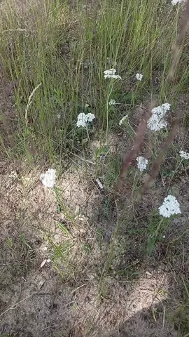 A post by @lelja32 on TikTok