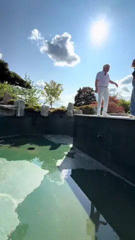 A post by @modernkoi on TikTok caption: Lisa und Jürgen Kirchner auf seiner neuesten Baustelle ☀️🌳 #konishi #Koi#karashi #carp #konishikoi #teich #pond #japan  #japanesekoi#modernkoi #nishikigoi  #fyp #fypage #foryoupage #karpfen #showa #sansai #tosai #nisai #explorepage