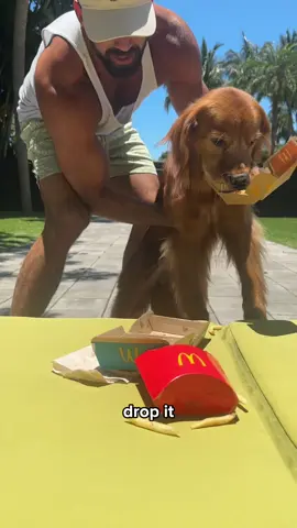 A post by @brodiethatdood on TikTok caption: She’s an absolute unhinged food goblin. @lunathatgolden #goldenretriever #naughtydog #dogdad #dogeating 