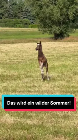 A post by @patrick.thomalla on TikTok caption: 🤩 Back in the saddle 🤩 3 Runden Schritt für meine Ipa, die wohl nicht besser in Shape sein könnte und 30 Runden wilde Sau spielen für die kleine Prinzessin. Das wird ein wilder Sommer! 🥹🤩🔥 #foal #pferd #fohlen #horseman #pony #horse #pferdezucht #horsebreeding