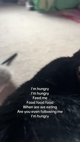 A post by @spookybabie on TikTok caption: She’s a yapper #cat #fyp 