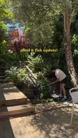 A post by @im_ericwang on TikTok caption: Happy to report that my new fish did not get eaten by raccoons 🫡 #pond #garden #homedecor #landscaping #yardwork 
