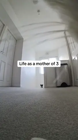 A post by @kittenheavenpov on TikTok caption: Stressful 😅 #catsoftiktok #catspov #catcam #catswithcameras 