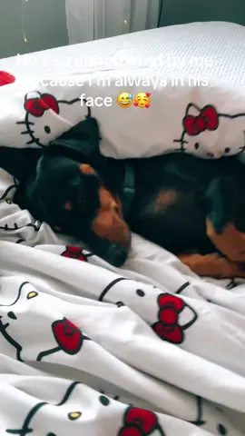 A post by @rheanna_can on TikTok caption: My baby 🥰 #dachshund #chandler 
