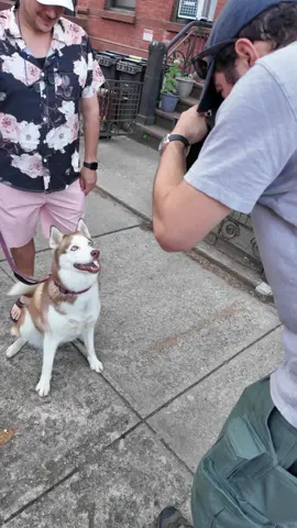 A post by @thedogist on TikTok caption: Ravioli will let you know what’s on her mind #thisdogwillchangeyourlife #dogs #nyc 