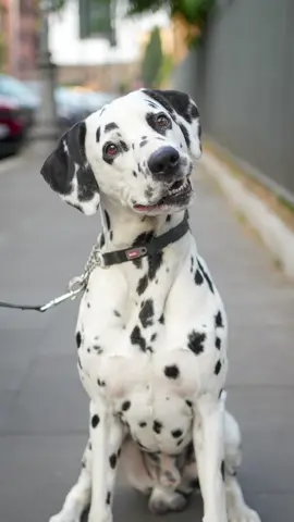 A post by @doggodaiily on TikTok caption: Dali 🤍🥰 , #caniditorino #dalmata #roma