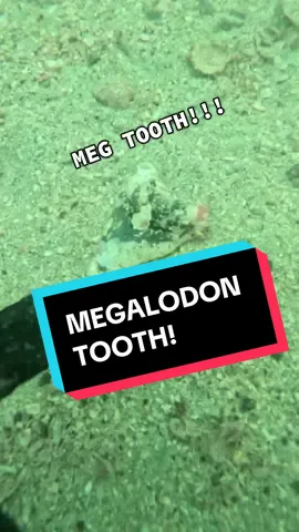 A post by @scubadan_ on TikTok caption: Not the megalodon 😦 The meg..or Megs were real and their teeth can be found in certain locations! 3 meg teeth found today! And this, by all accounts was “good visibility” 😆😆