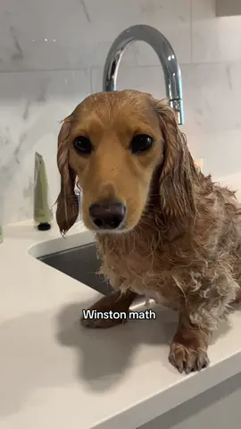 A post by @winston_da_ween on TikTok caption: Wanted to bring this back in case you needed a refresher 💁🏼‍♂️