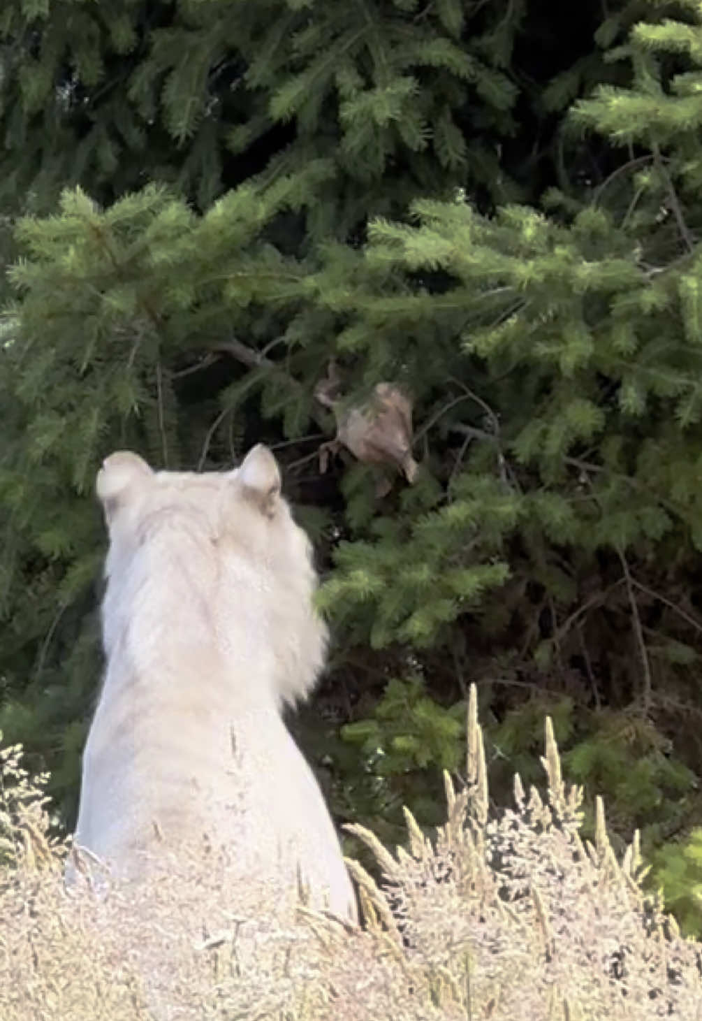 A post by @wildcatridgesanctuary on TikTok caption: Rajiv vs. Cosmo, winner takes chicken! 🍗  The keepers hid chicken bone pieces in Rajiv and Cosmo’s yards for enrichment! Rajiv found his right away while Cosmo… took a while to find hers. 😂  It’s okay Cosmo, you’re still a winner in our book. 🤍 #tiger #notapet #sanctuary #whitetiger #nonprofit #enrichment #chicken #feeding #nature #pinetrees #oregon 