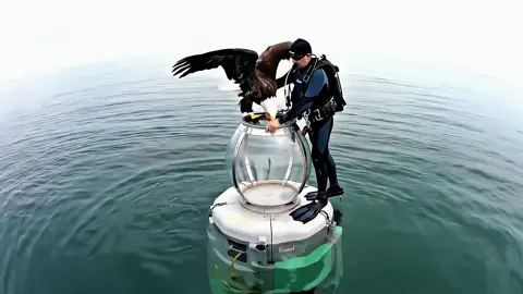 A post by @deepseavisitorsofficial on TikTok caption: A bald eagle visits the ocean 🦅 #underwater #eagle #naturecrossover #sealife 