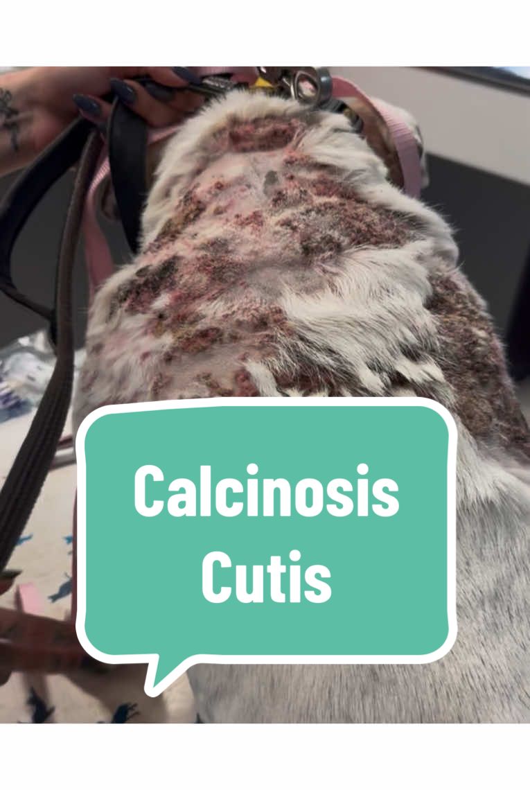 A post by @dr.b_veterinarian on TikTok caption: Dog with calcinosis cutis. #CalcinosisCutis #VeterinaryMedicine #SteroidAwareness #DogDermatology #VetTok #CanineCare #learnontiktok #fyp