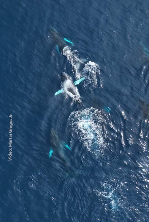 A post by @natgeo on TikTok caption: For @Martin Greguš Jr., a trip to Baja, California was a chance to tell the story of the blue whales. But, it was the humpback whales—captured here during their annual migration to the waters along the equator—that surprised him with the sounds of their community, vital and alive. 