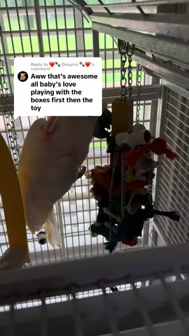 A post by @monkeyseemonkeydoranch on TikTok caption: Replying to @❤️🐾 Dwayna 🐾❤️ It did not take long to destroy the box & now he’s working on the toy!!! Half of it is already gone😂❤️ #MonkeySeeMonkeyDoRanch #minimoomafia #lifewithpreston #crackchicken #cockatoo #welovehim #fanmail #livingmydream #blessed #thankyouforyoursupport #thankyoujesus #fypシ #fypシ゚viral #fyppppppppppppppppppppppp #fypchallenge #fypchallenge #fyp #fy 