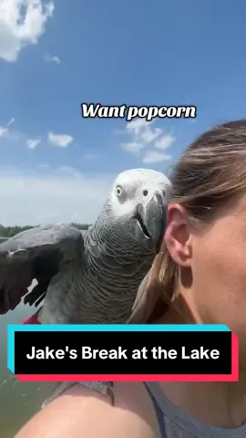 A post by @geckoemmy on TikTok caption: Jake, the African grey parrot, takes a break at the lake, meets some colorful characters, contemplates life's fleetingness, enjoys a foraged snack, and leaves his mark #funnyparrot #outdooradventure 